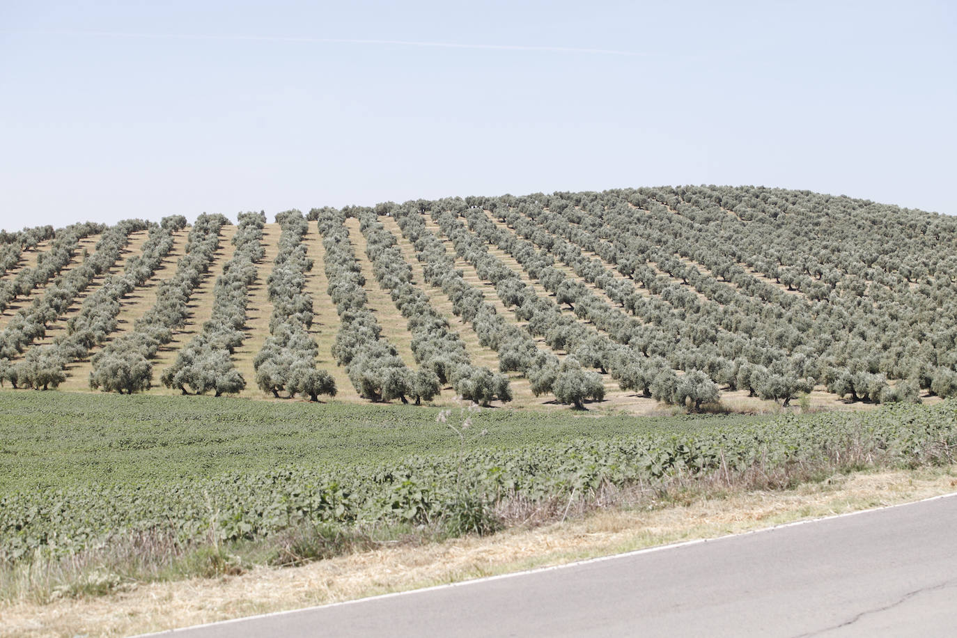 El paisaje de miles de olivos que arrasarían las placas solares en el Alto Guadalquivir, en imágenes