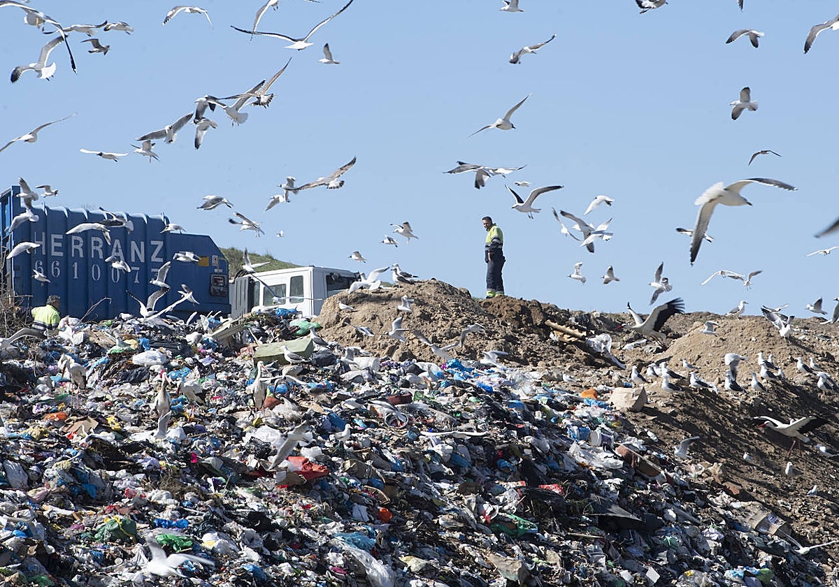 Gaviotas en un vertedero de Madrid