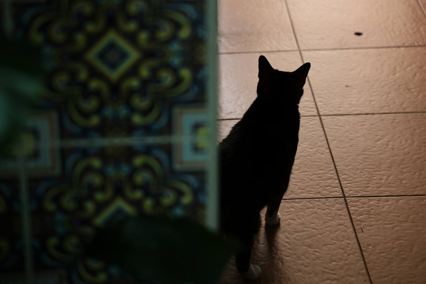 Patios de Córdoba 2023 | La genuina ruta de Santiago y San Pedro, en imágenes