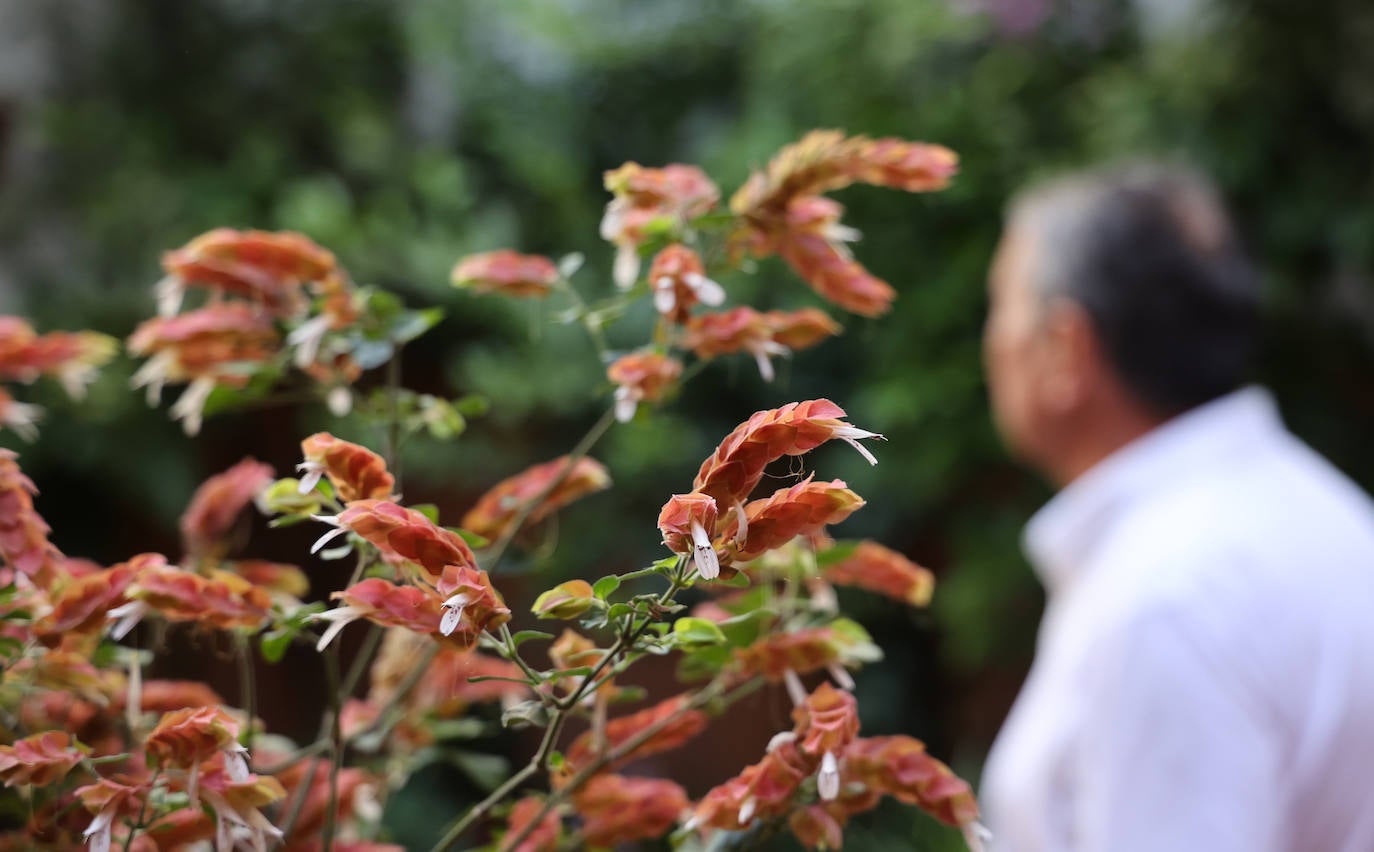 Patios de Córdoba 2023 | La genuina ruta de Santiago y San Pedro, en imágenes