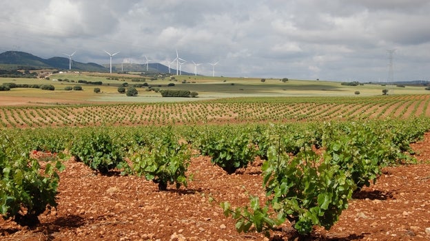 Los vinos de un pueblo de Albacete que triunfan con varios oros en España y en el extranjero