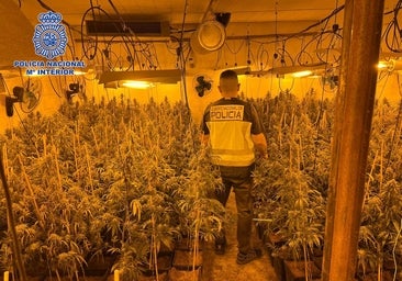 Desmantelado un centro de producción de marihuana a gran escala en Talavera de la Reina