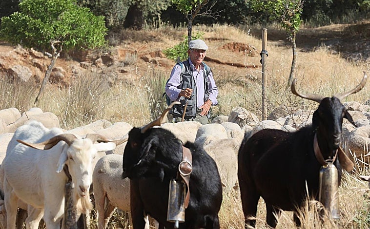 Imagen principal - La ganadería de Felipe Molina junto a Bellido y Blanca Torrent 