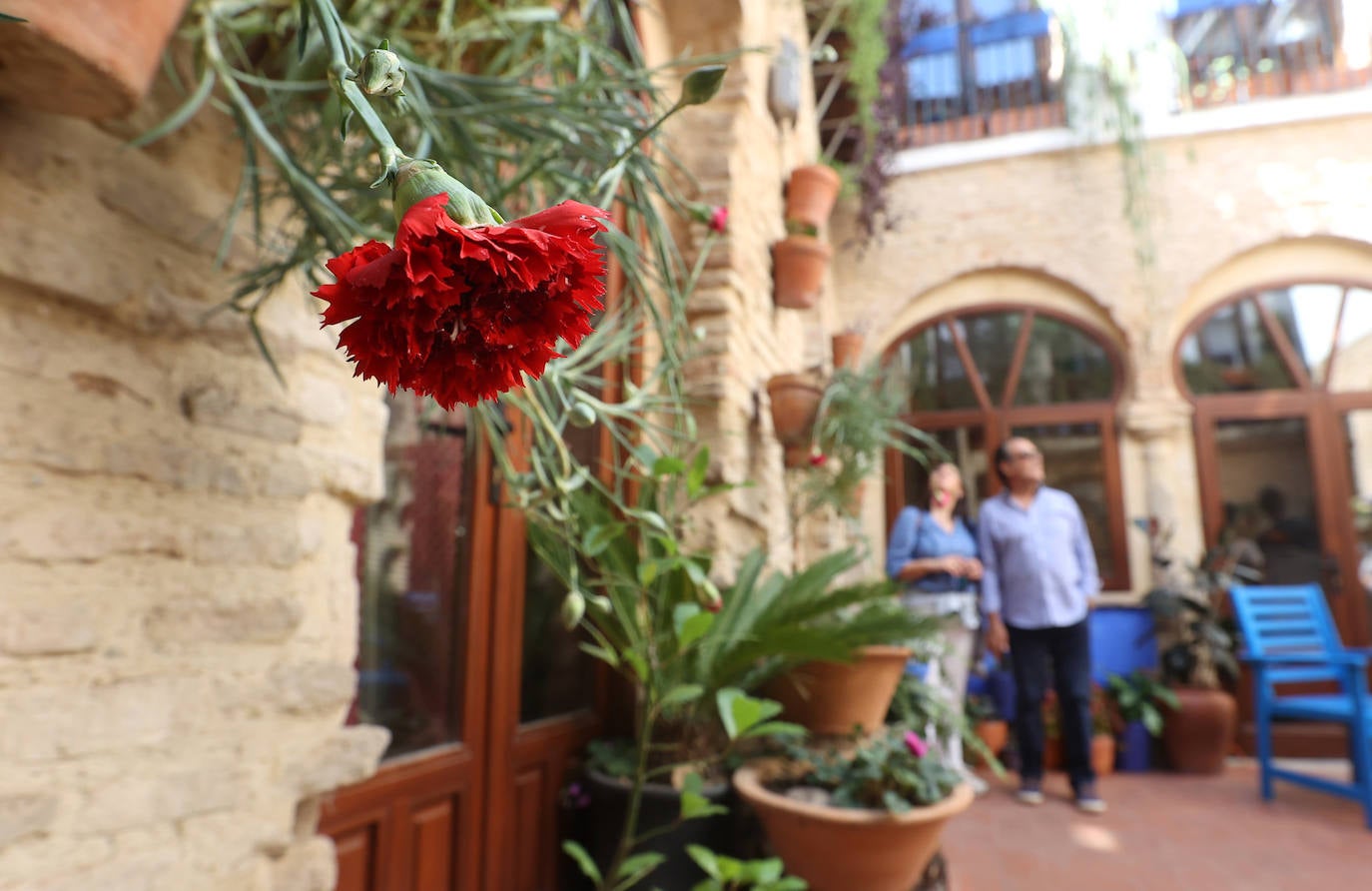 Patios Córdoba 2023 | Los detalles de la ruta Judería-San Francisco, en imágenes