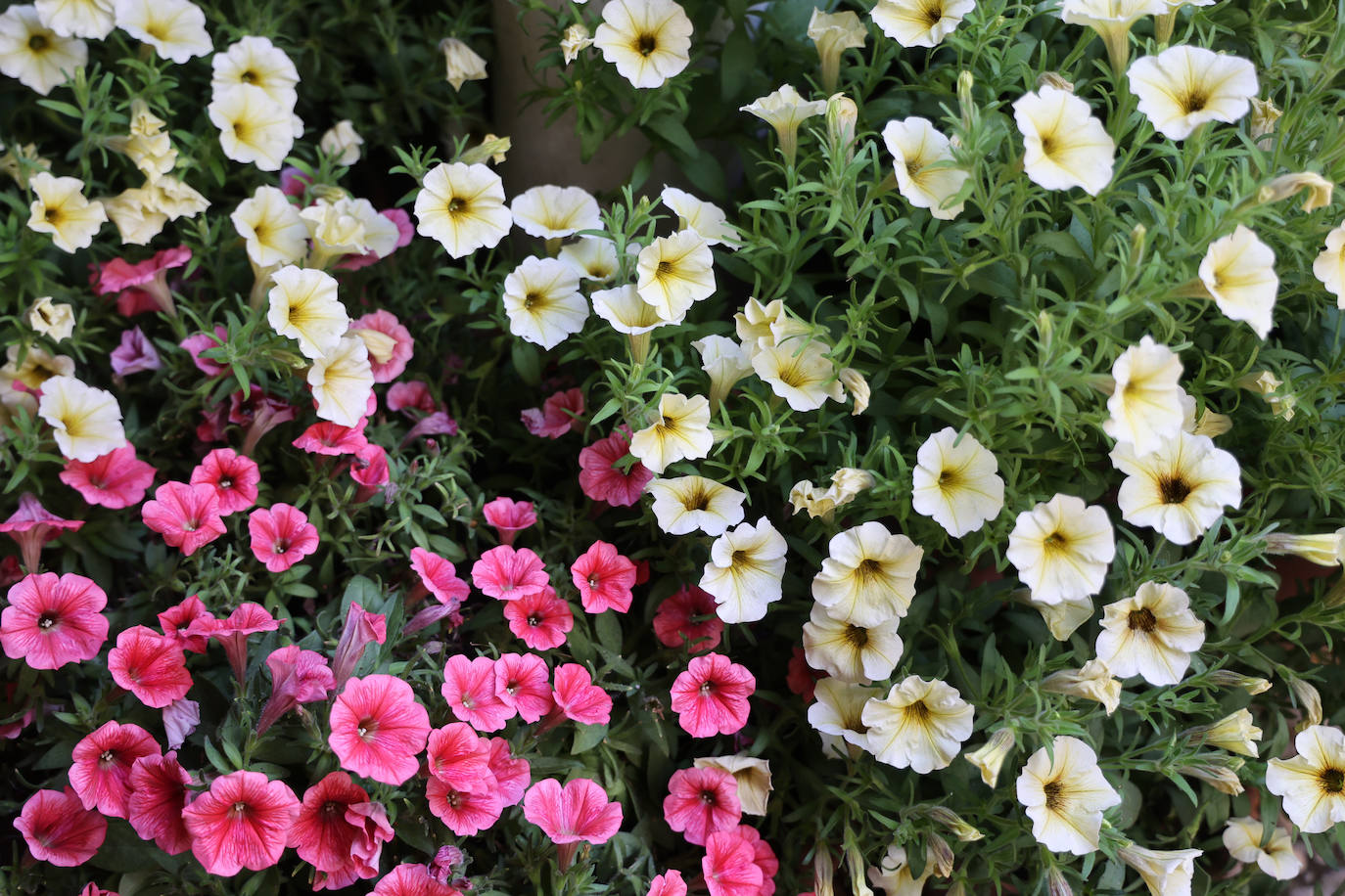 Patios Córdoba 2023 | Los detalles de la ruta Judería-San Francisco, en imágenes