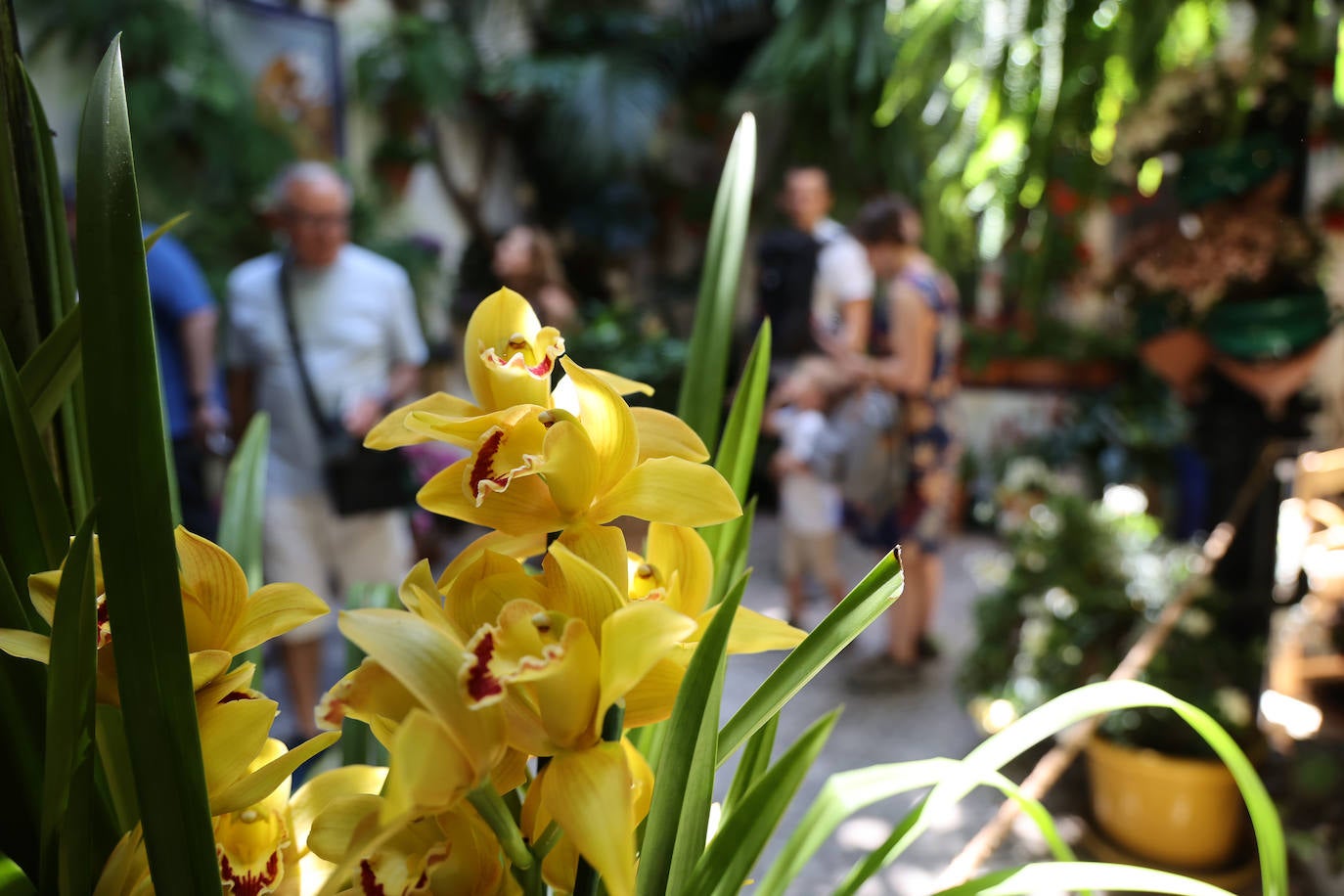 Patios Córdoba 2023 | Los detalles de la ruta Judería-San Francisco, en imágenes