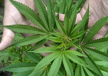 Mandaban hachís y marihuana a Europa escondida en palés desde Málaga