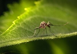 La Inteligencia Artificial, última aliada en la lucha contra las plagas del mosquito tigre