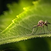 La Inteligencia Artificial, última aliada en la lucha contra las plagas del mosquito tigre