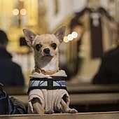 ¿Qué candidato a las elecciones del 28M ha prometido crear un cementerio de animales de compañía?