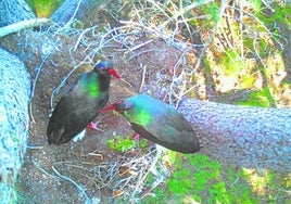 Las cigüeñas negras vuelven a la sierra de Madrid desde África