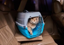 Cómo transportar a las mascotas en el coche