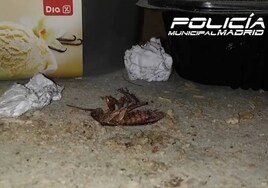 Lleno de grasa, con cucarachas y sin licencia: la policía cierra un local de kebabs en Peñagrande