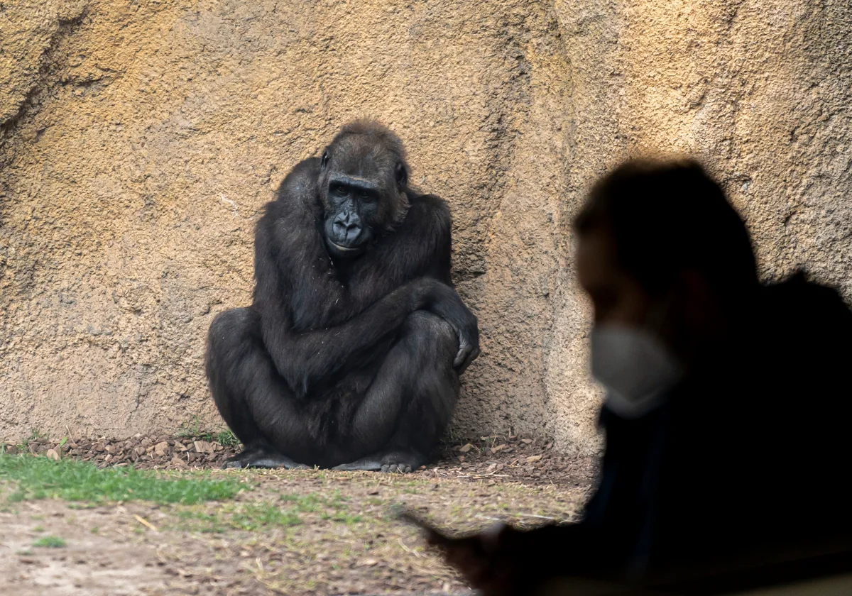 El estudio que demuestra cuánto se parecen los humanos al gorila