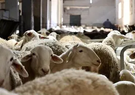 La Junta cuantifica en 250 euros por oveja la ayuda para reponer el ganado muerto por viruela ovina