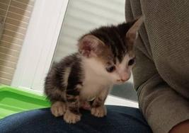 Los Bomberos de Córdoba rescatan a una cría de gato que llevaba tres días atapada en una alcantarilla