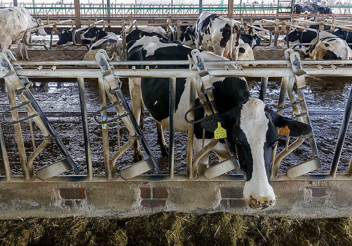 La Junta no recurre la orden del Gobierno y así poder mover ganado