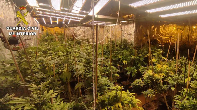 Cinco detenidos en Torrejón del Rey y Uceda con 900 plantas de marihuana