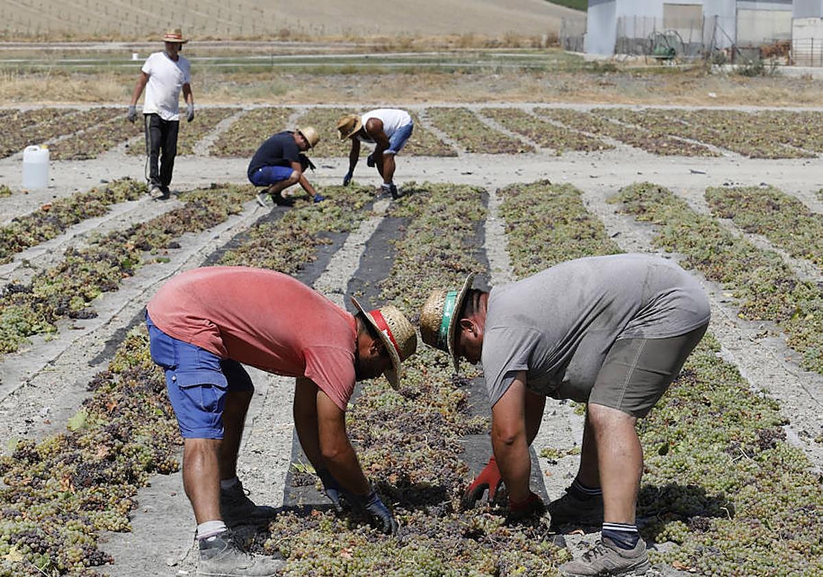 Trabajadores en la vendimia en el marco Montilla-Moriles