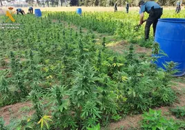 Dos detenidos por una plantación de marihuana desmantelada con 5.350 plantas en Girona