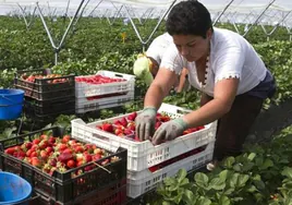 Una cadena alemana compra en Huelva «la mayor parte» de las fresas para sus supermercados