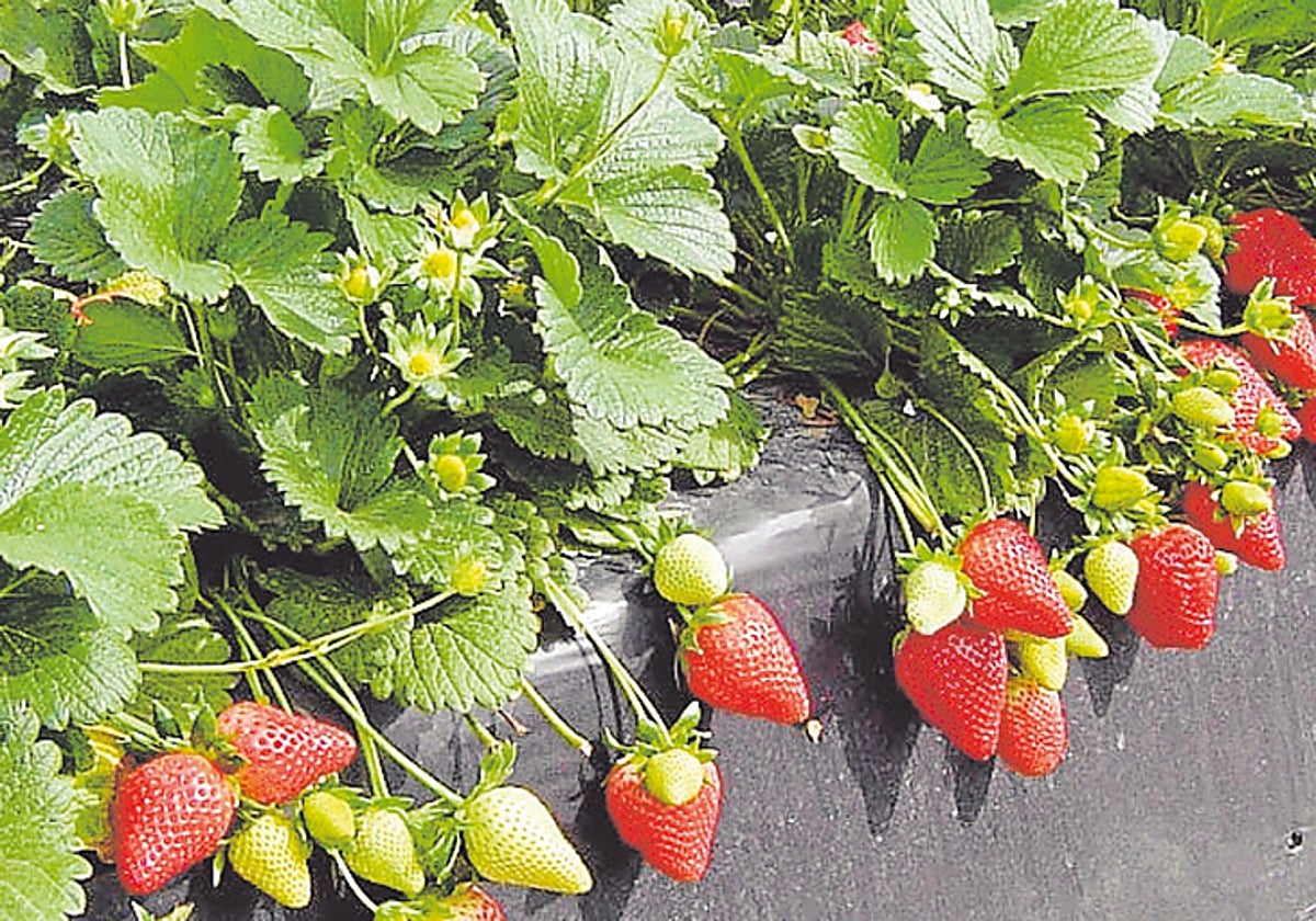 Imagen de una finca de Huelva dedicada al cultivo de la fresa/ Vídeo: Los parlamentarios alemanes renuncian a visitar Doñana y surgen las reacciones