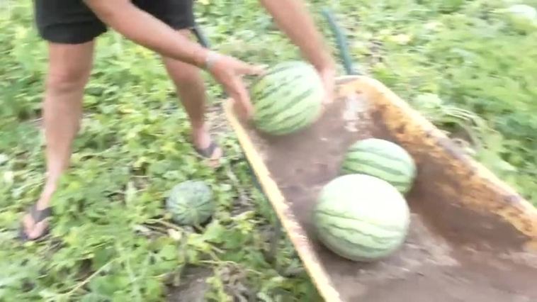 Regala cien mil kilos de sandías porque ninguna empresa se las compra