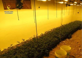 Desmantelan dos plantaciones indoor de marihuana en el municipio alicantino de Villena