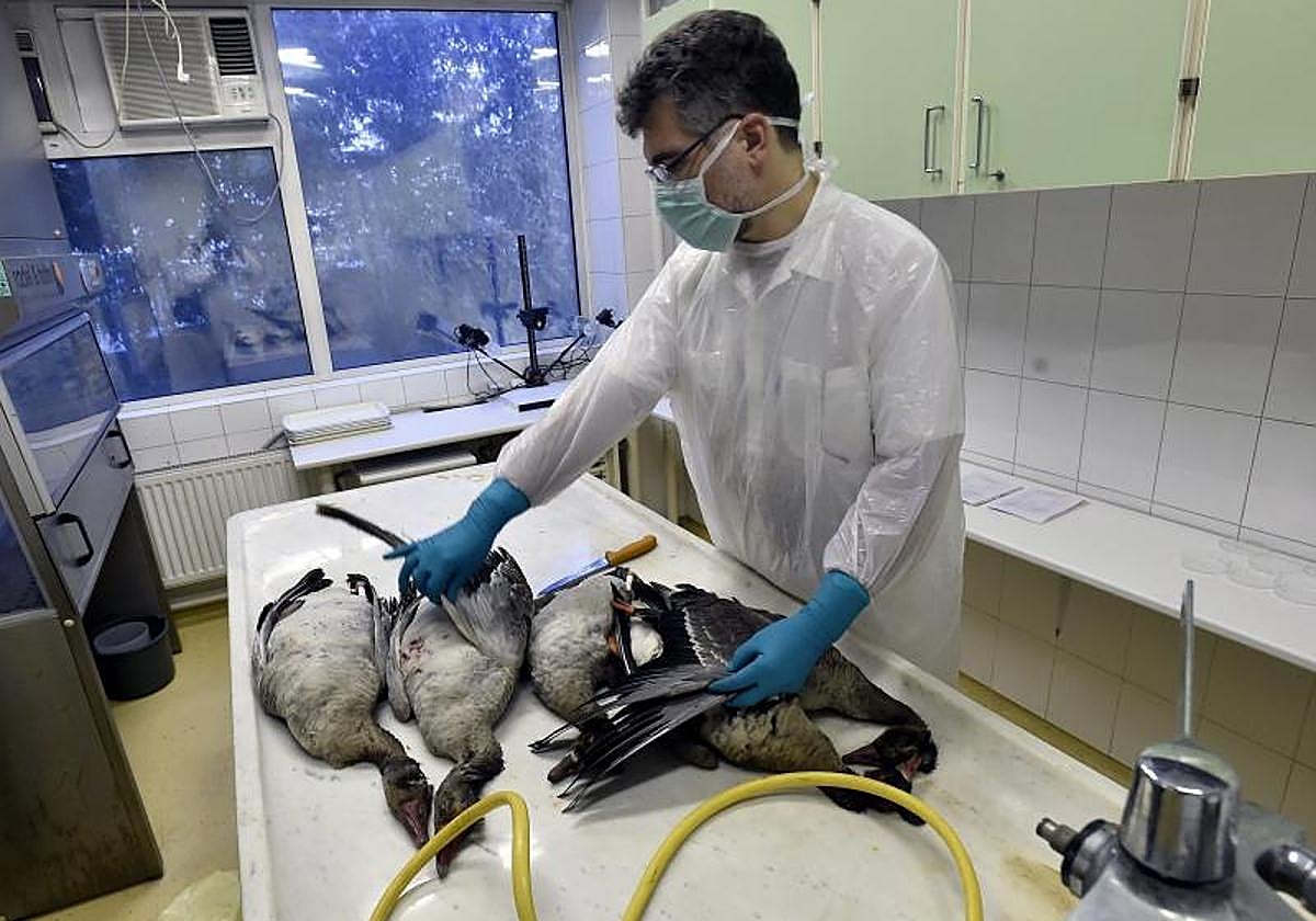 Imagen de archivo de un operario del laboratorio diseccionando varias especies fallecidas a causa de la gripe aviar