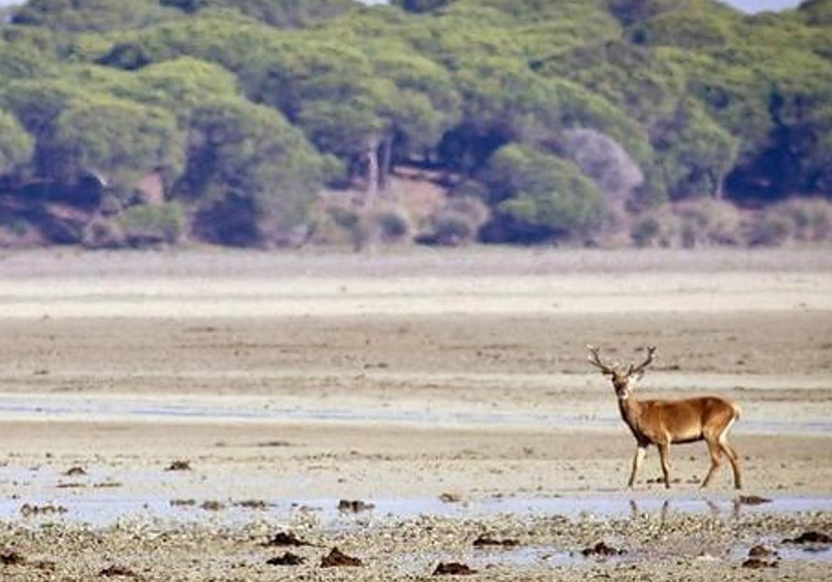 Imagen del parque de Doñana