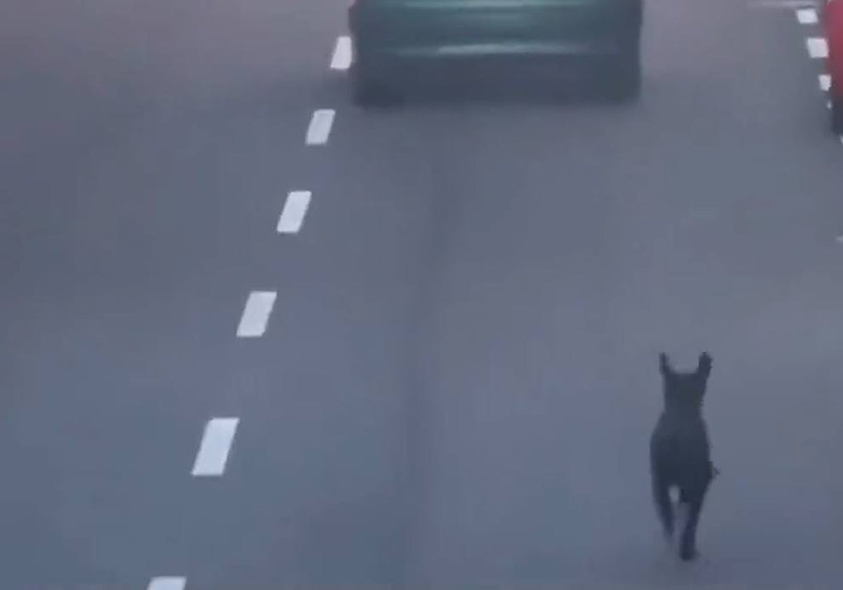 Imagen tomada del video publicado por Pacma Canarias