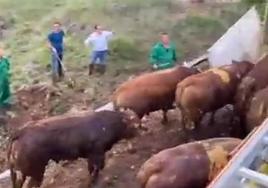 Casi 40 toros de 500 kilos quedan sueltos junto a una carretera de Zaragoza tras volcar el camión que los transportaba