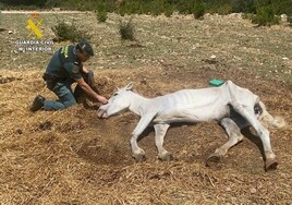 Investigan a dos personas por maltrato animal al encontrar en una finca en Roquetes un caballo agonizando