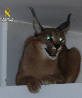 Imagen secundaria 2 - Imágenes del caracal y la Guardia Civil durante la operación