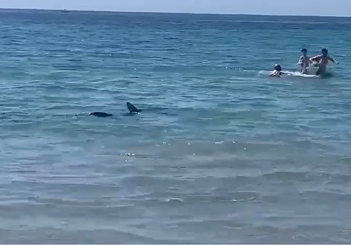Avistan un tiburón en una playa de Orihuela (Alicante)