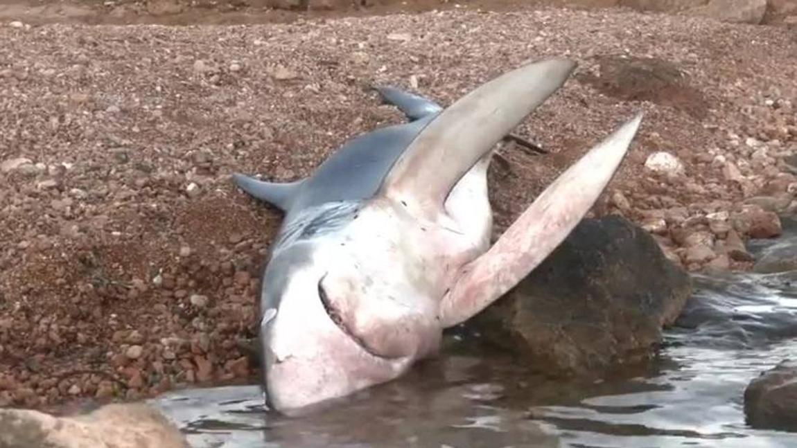 Muere el tiburón que sorprendió a los bañistas en una playa de Orihuela