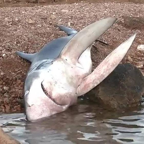 Muere el tiburón que sorprendió a los bañistas en una playa de Orihuela