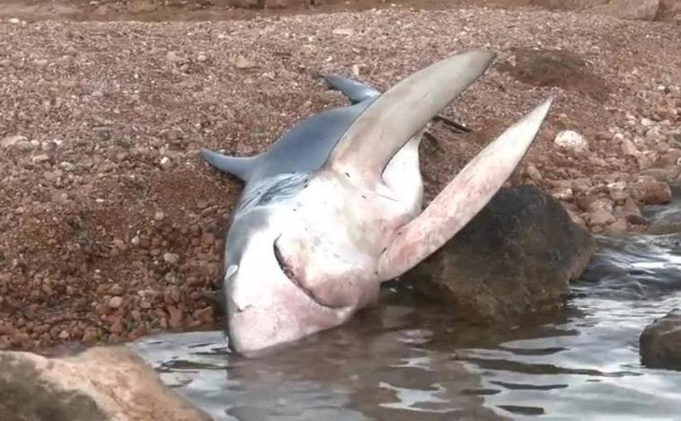 Muere el tiburón que sorprendió a los bañistas en una playa de Orihuela