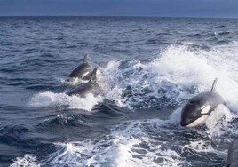 Orcas en el Estrecho: cómo actuar si te topas con ellas para esquivar o paliar sus ataques