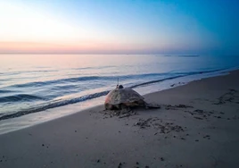 Vídeo: una tortuga marina intenta desovar en la playa de Orihuela