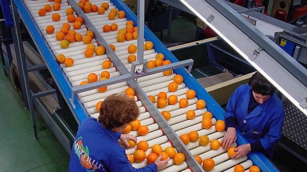 Cooperativa de cítricos en la Vega del Guadalquivir