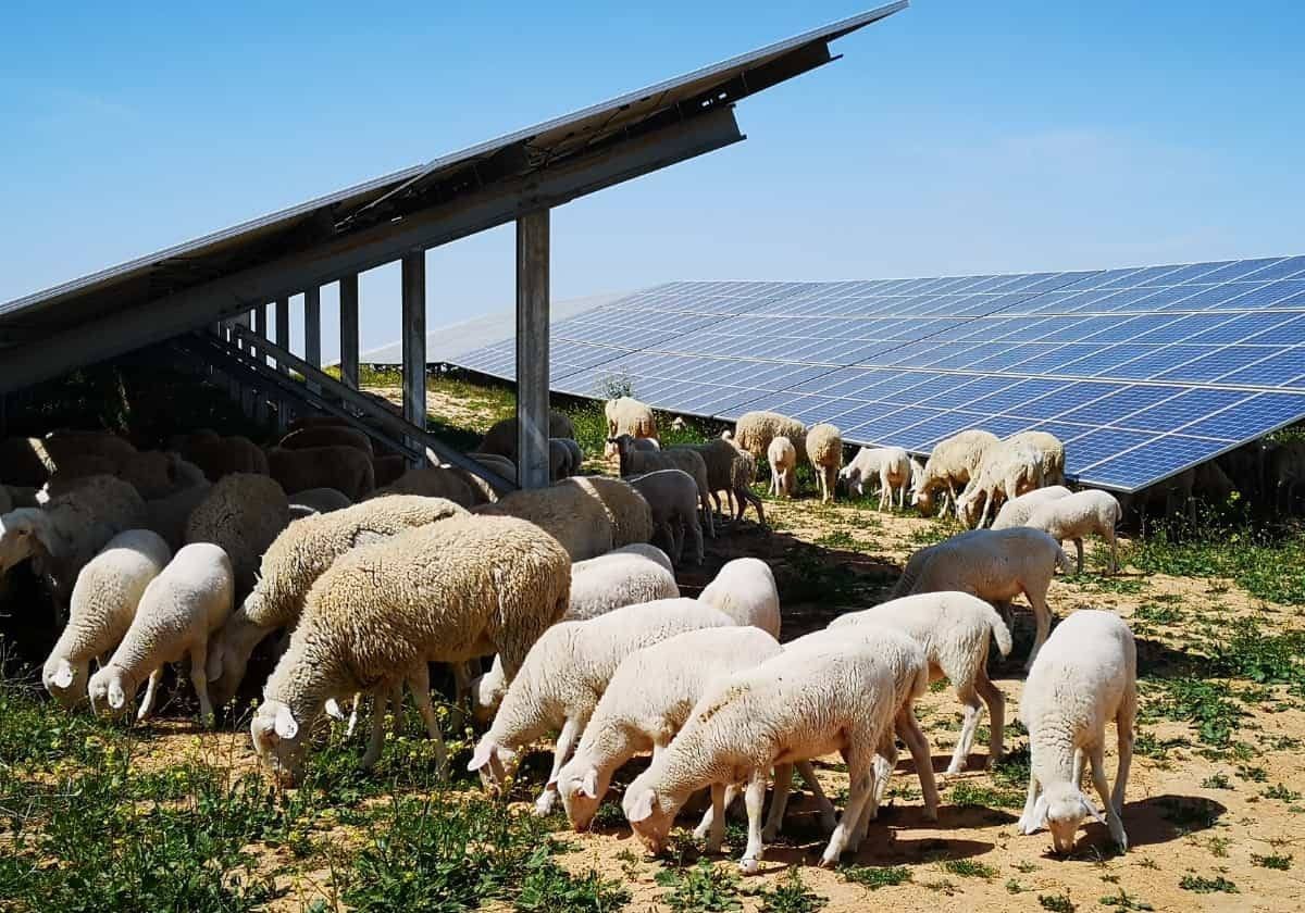 Imagen de la integración de una planta fotovoltaica de Iberdrola