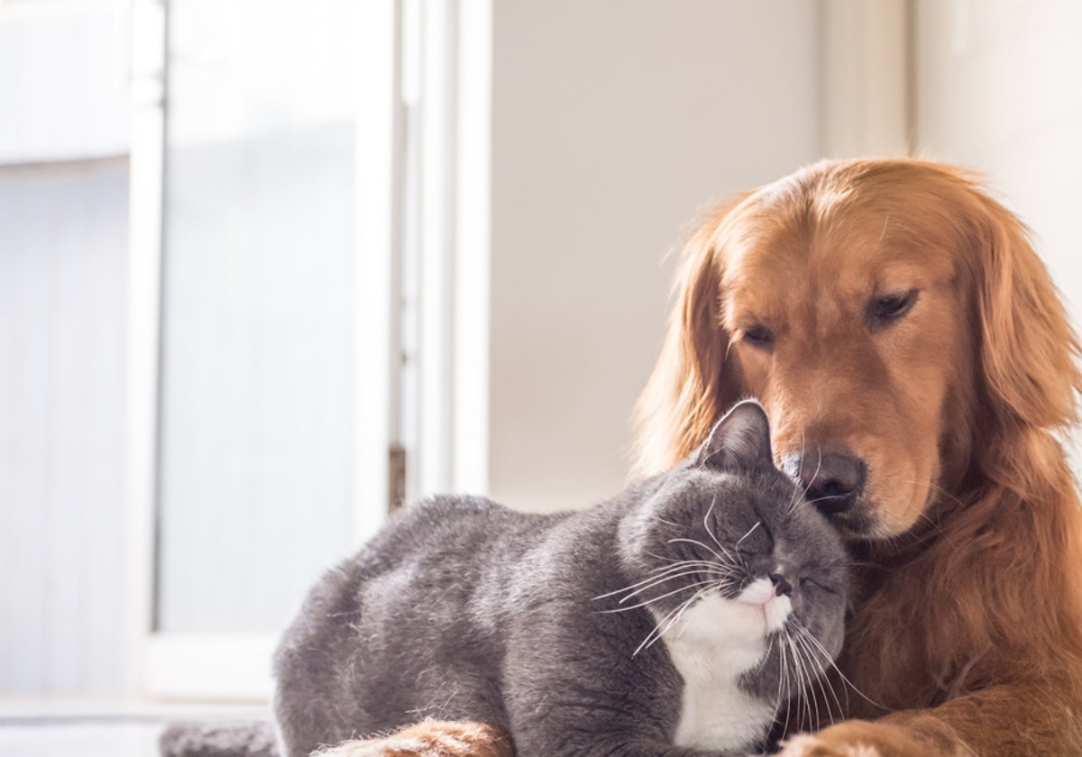 Un gato y un perro