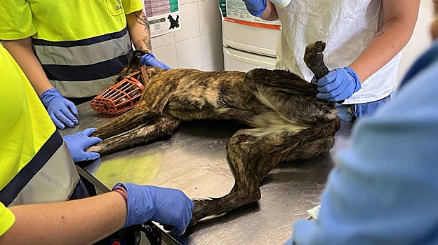 La perra rescatada en el Metro de Madrid, en el Centro de Protección Animal