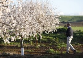 La sequía deja en Córdoba una cosecha de almendra igual a la de 2022 aunque hay más superficie plantada