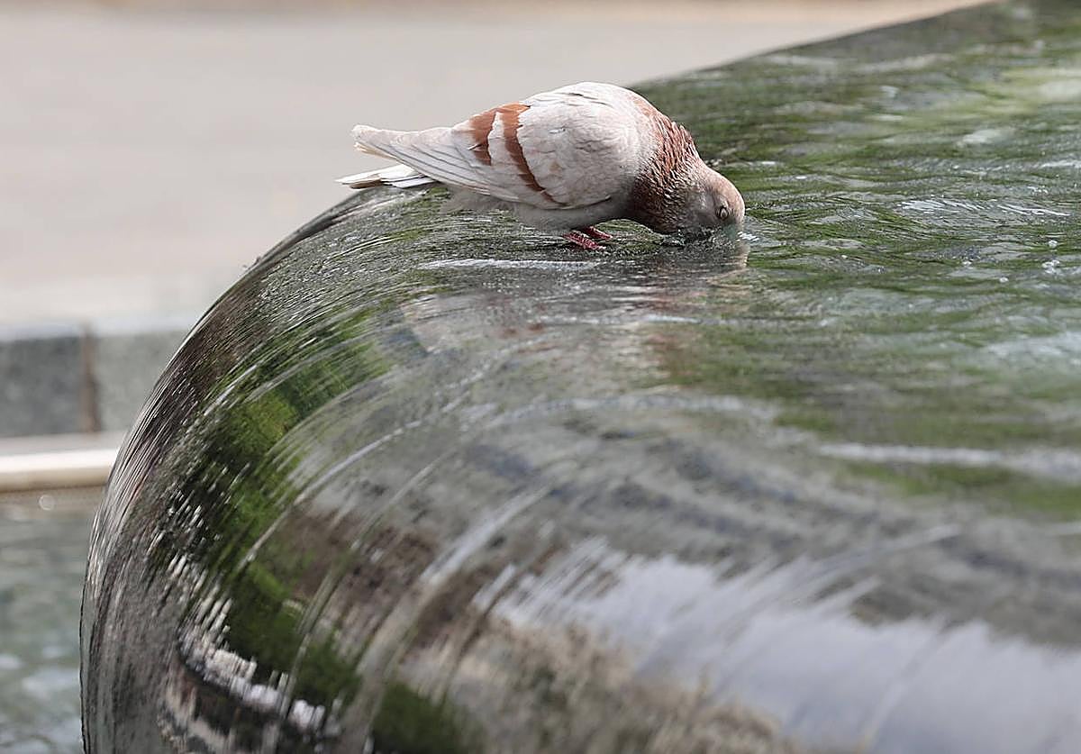Una paloma se refresca para soportar las altas temperaturas