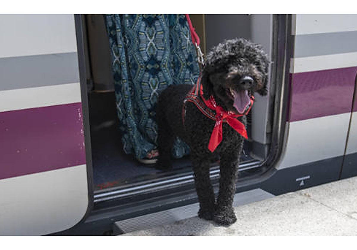 Imagen de un perro saliendo de un tren de Renfe