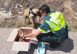 La Guardia Civil rescata a ocho cachorros de mastín y a su madre, abandonados en una cuneta de la A-4