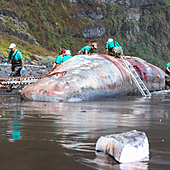 El cachalote varado de La Palma murió por una 'joya' con un valor de más de 400.000 euros