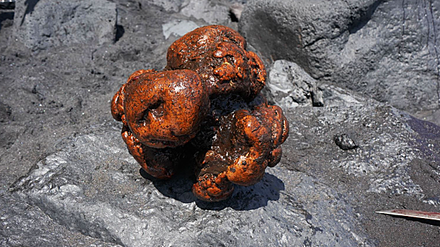 Piedra de ámbar gris recuperada del cachalote varado en La Palma